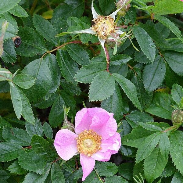 Rosa virginiana  - Virginia Rose - Shipped