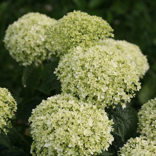 Invincibelle® Limetta Smooth Hydrangea - Shipped