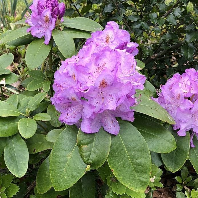 Minnetonka Rhododendron - Shipped