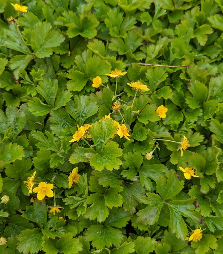BARREN STRAWBERRY (GEUM FRAGARIOIDES) - In Store Pickup