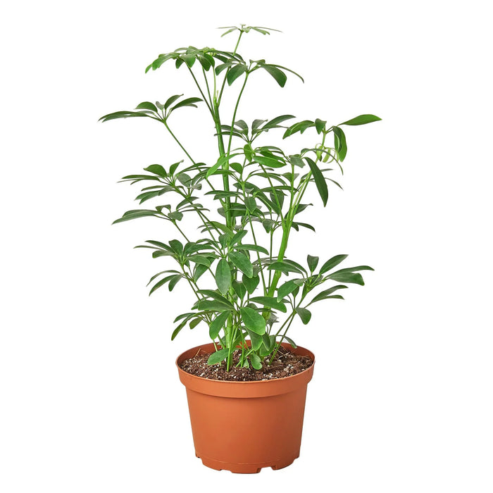 schefflera arboricola scientific name National Plant Network 6 in. Umbrella Plant Arboricola Schefflera Plant in Black Pot
