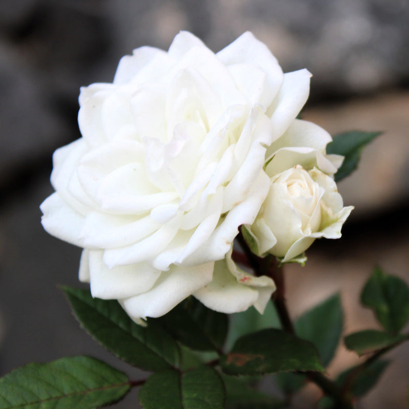 White Drift® Rose - Shipped