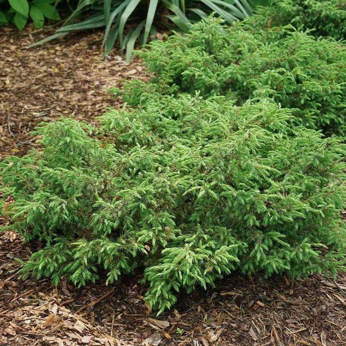 Juniperus communis 'SMNJCB'  - Tortuga® Juniper - Shipped