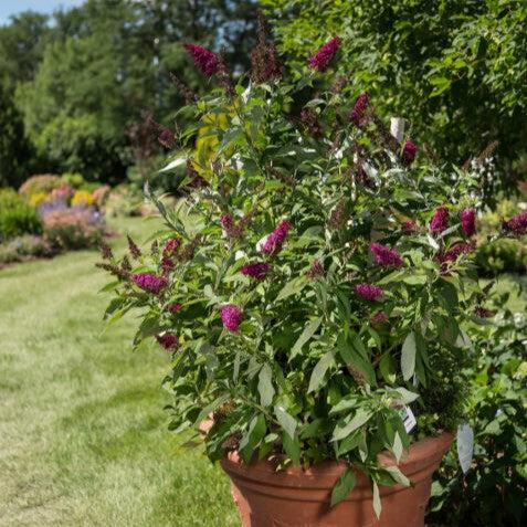 Buddleia davidii 'PIIBD-II' PP26,278  - First Editions® Funky Fuchsia™ Butterfly Bush - Shipped