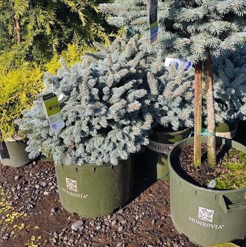 Picea pungens 'Globosa'  - Globe Blue Spruce - Shipped