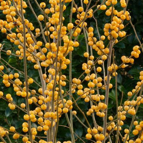 Ilex verticillata Berry Heavy® Gold