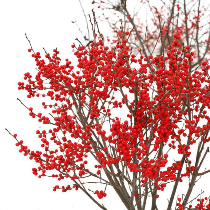 Holly (Ilex verticillata) Mr. Poppins® - Shipped