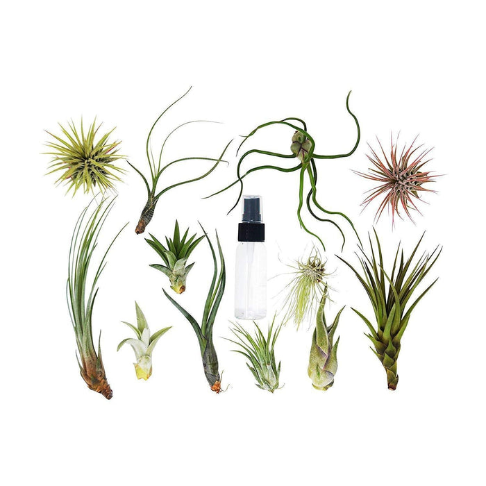 Tillandsia Air Plant Variety w/ Spray - 2 Pack