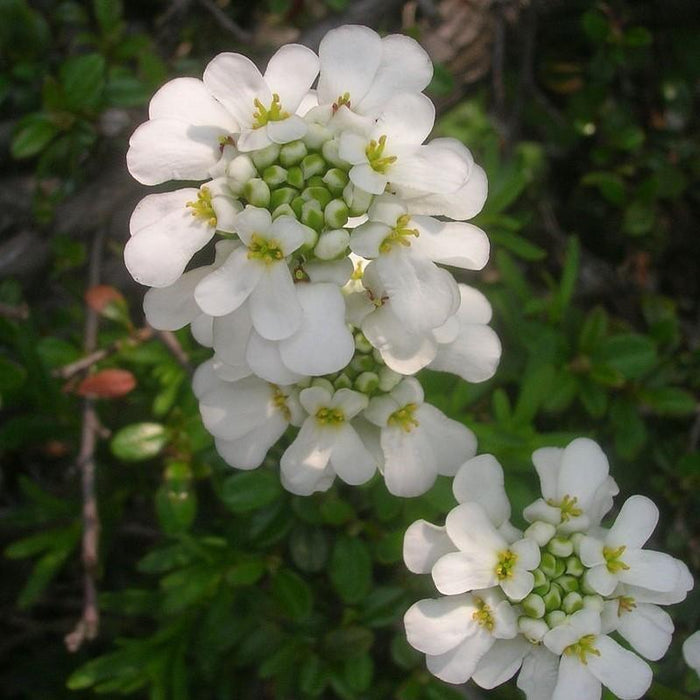 Iberis sempervirens 'Snowsurfer'  - Snowsurfer™ Candytuft - Shipped