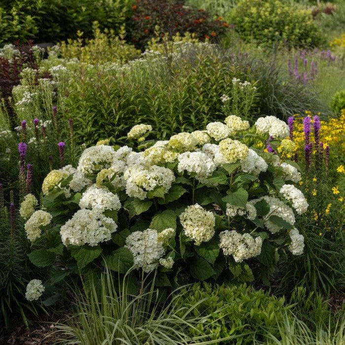 Hydrangea arborescens 'BAlful'  - First Editions® FlowerFull™ Smooth Hydrangea - Shipped