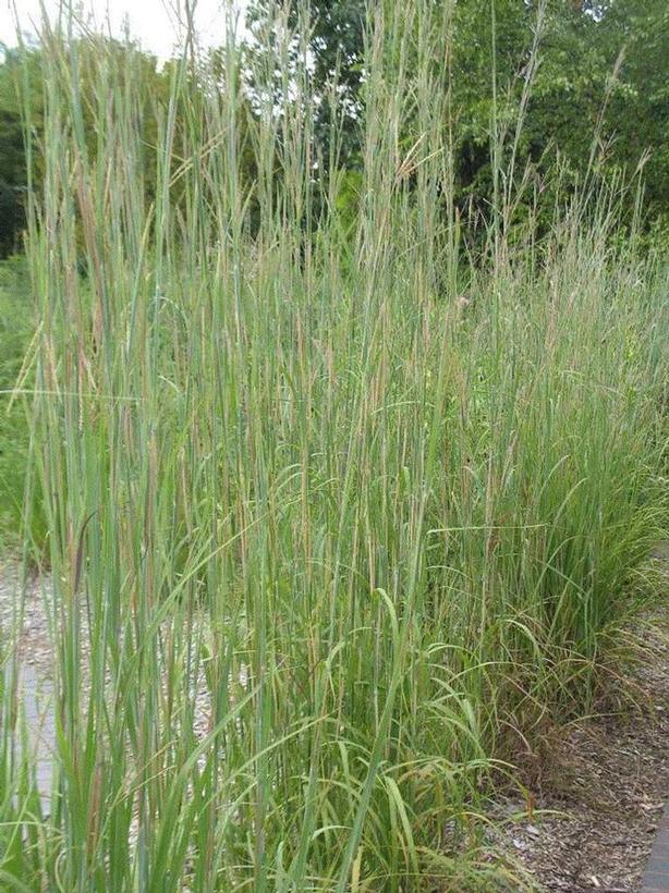 BIG BLUESTEM GRASS (ANDROPOGON GERARDII)  - In Store Pickup