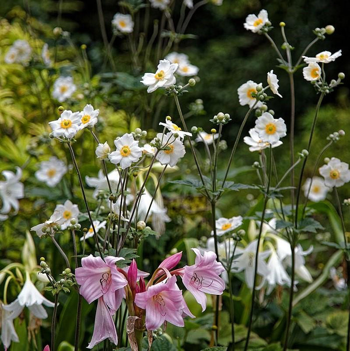 Anemone x hybrida 'Honorine Jobert'  - Honorine Jobert Anemone - Shipped
