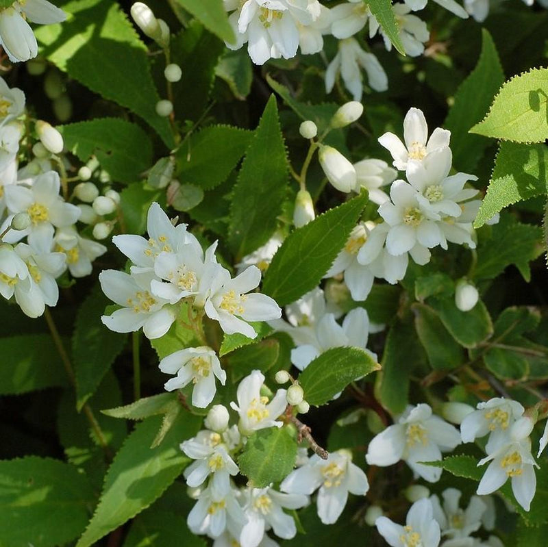 Dwarf Nikko Deutzia - Shipped