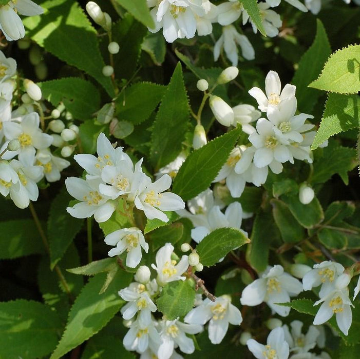 Dwarf Nikko Deutzia - Shipped