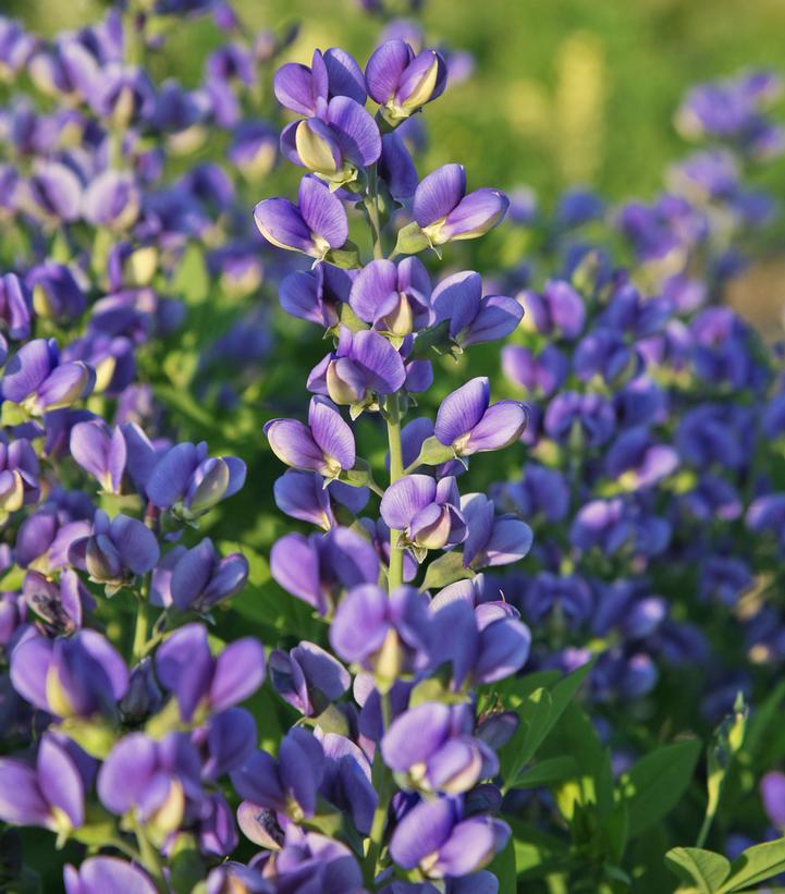 BAPTISIA hybrid DECADENCE® `BLUEBERRY SUNDAE` - FALSE INDIGO - In Store Pickup