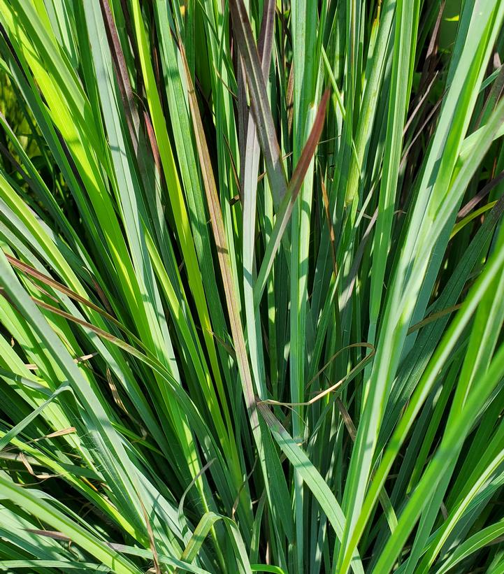 LITTLE BLUESTEM GRASS (SCHIZACHRRIUM SCOPARIUM) 'STANDING OVATION' - In Store Pickup