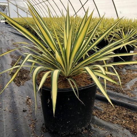 Color Guard Adam's Needle, Yucca - Shipped