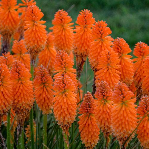 Kniphofia 'Blazing Orange'  - PW® Pyromania® Blazing Orange Red Hot Poker, Torch Lily - Shipped
