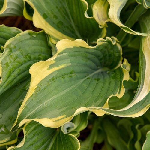 Hosta 'Voices in the Wind'  - PW® Shadowland® Voices in the Wind Hosta - Shipped