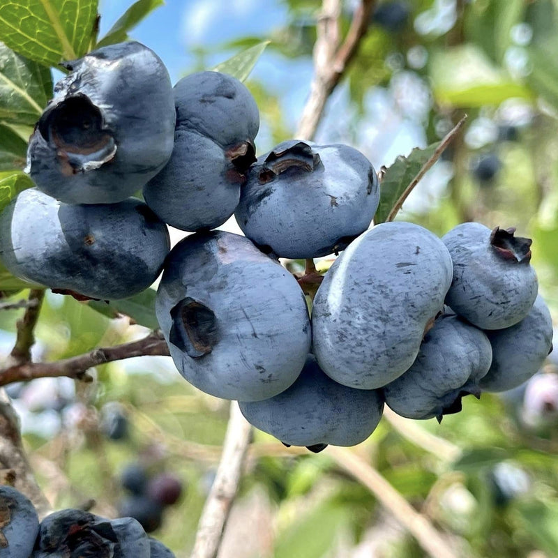 Chandler Blueberry - Shipped