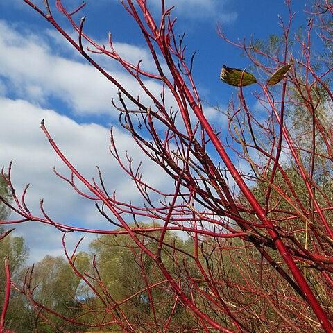 Cardinal Dogwood - Shipped