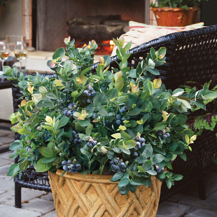 Vaccinium corymbosum 'ZF06-043'  - Peach Sorbet® Blueberry - Shipped