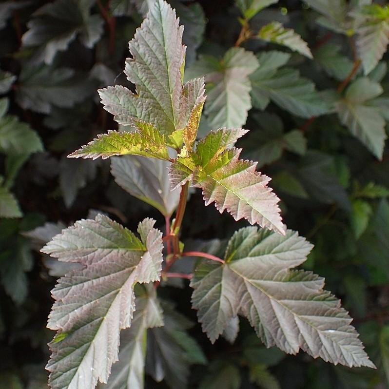 Summer Wine® Ninebark - Shipped