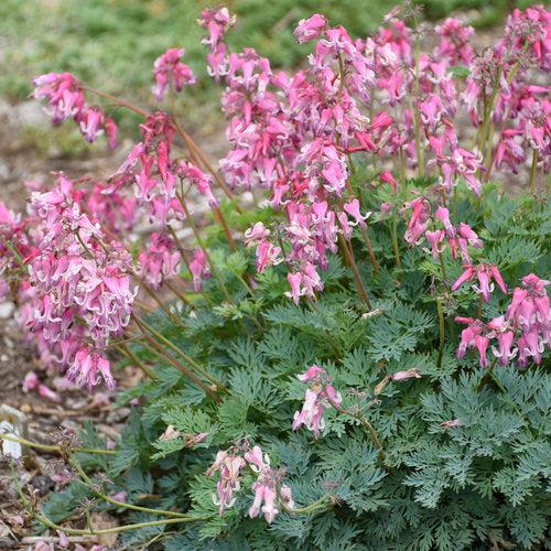 Pink Diamonds Bleeding Heart - Shipped