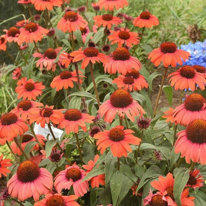 Echinacea purpurea 'Tanager'  - Eye-catcher™ Tanager Echinacea - Shipped