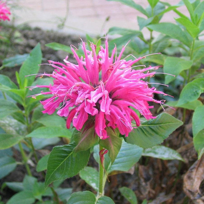 Monarda 'Bubblegum Blast' PP27497  - Sugar Buzz® Bubblegum Blast Bee Balm - Shipped