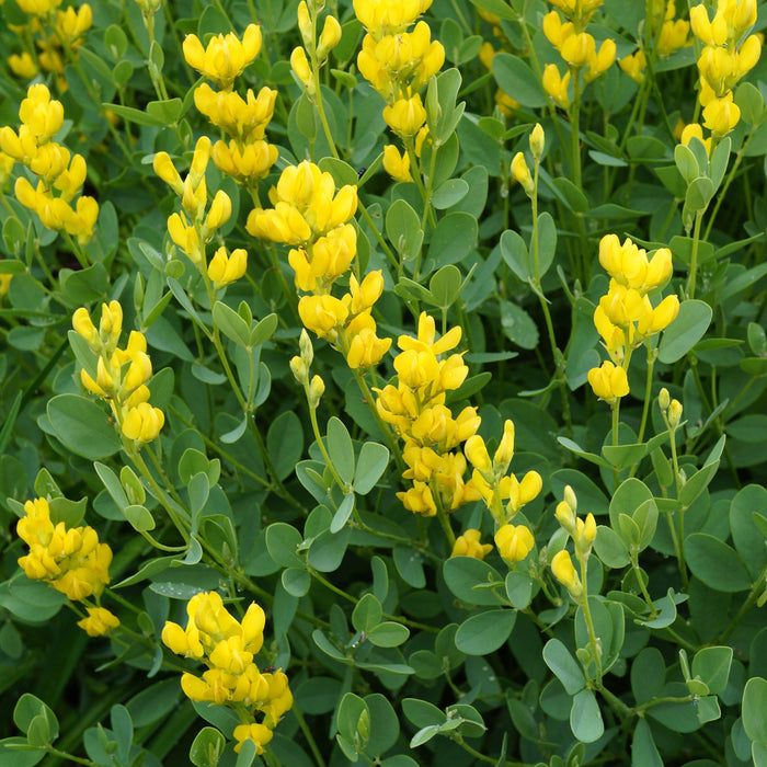 Baptisia australis 'American Goldfinch'  - American Goldenfinch False Indigo - Shipped