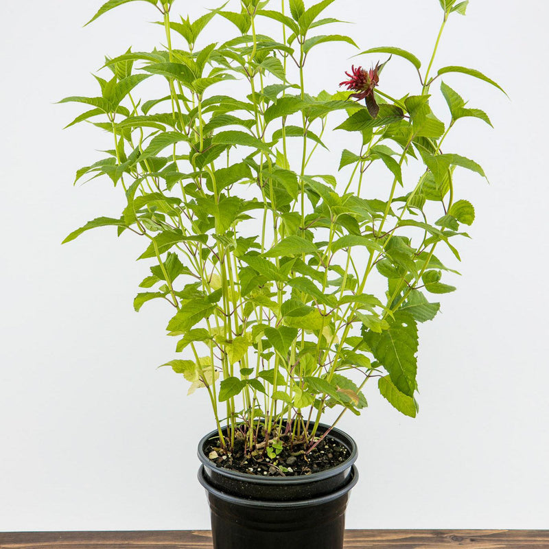 Jacob Cline Bee Balm - Shipped