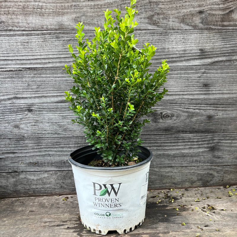 Sprinter® Boxwood - Shipped