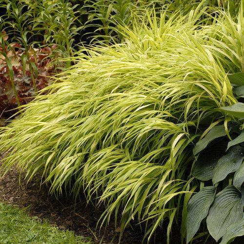 All Gold Japanese Forest Grass, Hakone Grass - Shipped