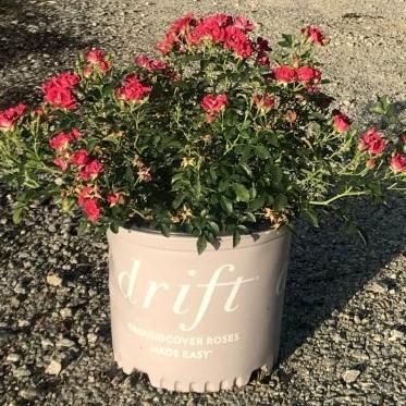 Red Drift® Rose - Shipped