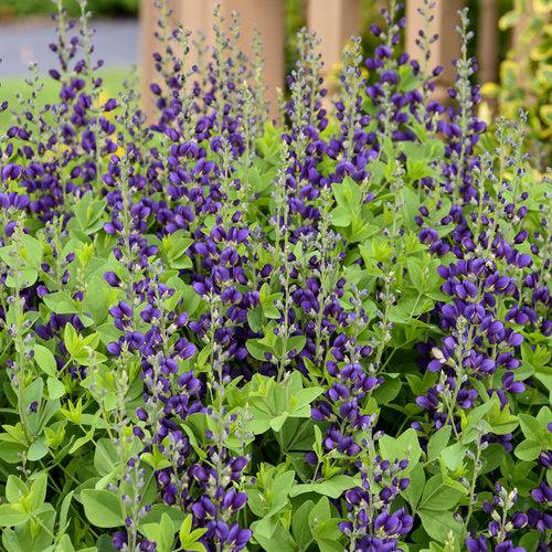 Baptisia 'Sparkling Sapphires' PP27,904  - PW® Decadence® Sparkling Sapphires False Indigo - Shipped
