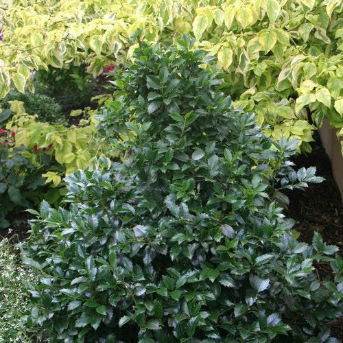 Holly - Ilex x meserveae Castle Spire®