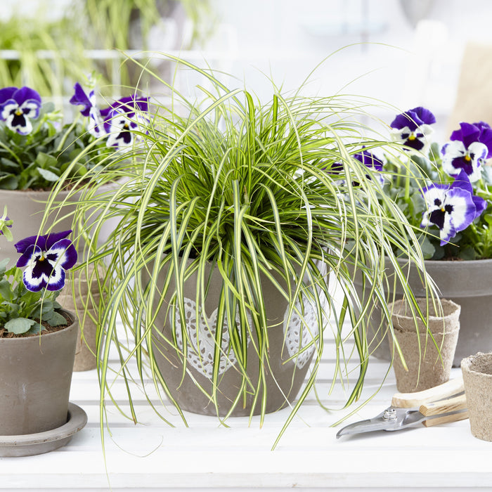 Carex oshimensis 'Eversheen' PP25938  - Evercolor® Eversheen Variegated Sedge - Shipped