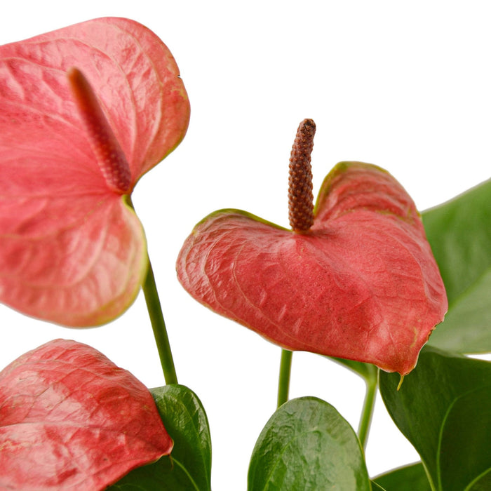 anthurium pink Anthurium 'Pink' 6" Pot