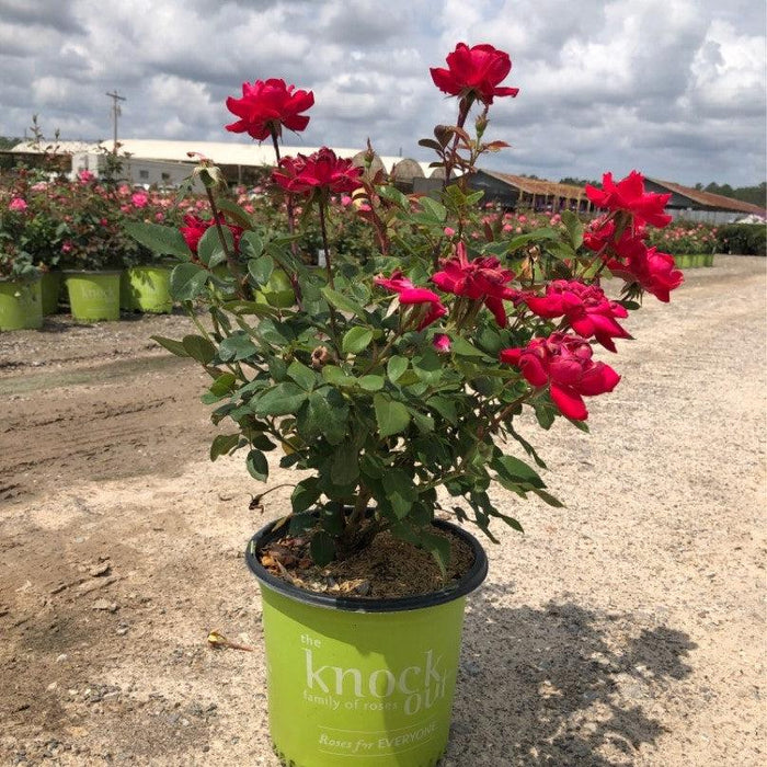 Rosa ‘Radtko’ PP 16,202  - Double Knock Out® Rose - Shipped