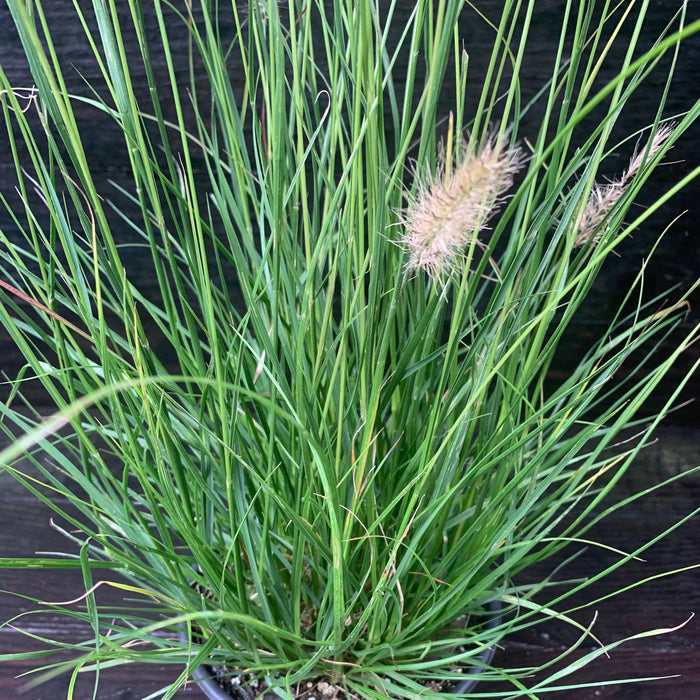 Pennisetum alopecuroides 'Hameln  - Hameln Fountain Grass - Shipped