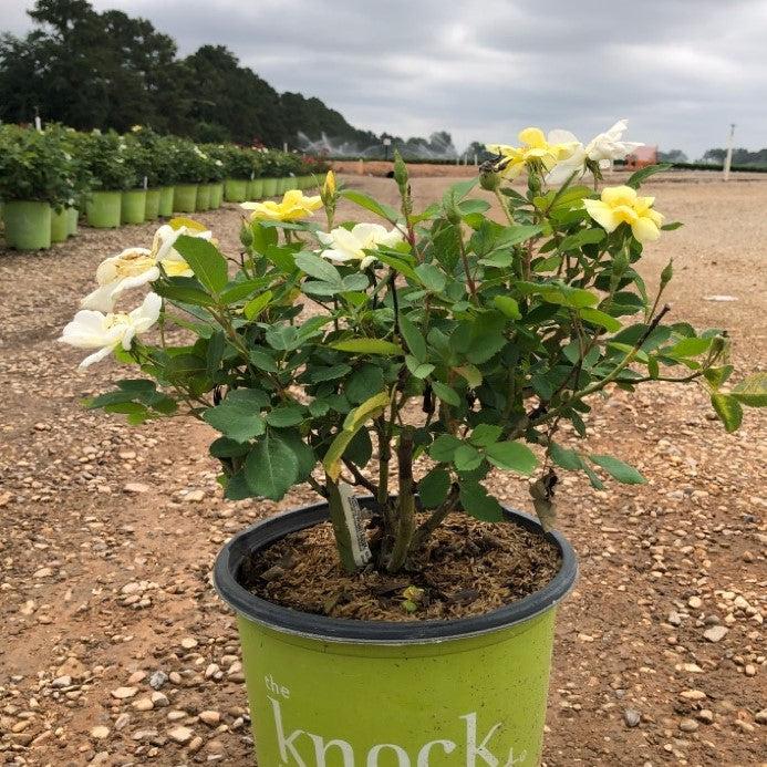 Sunny Knock Out® Rose - Shipped