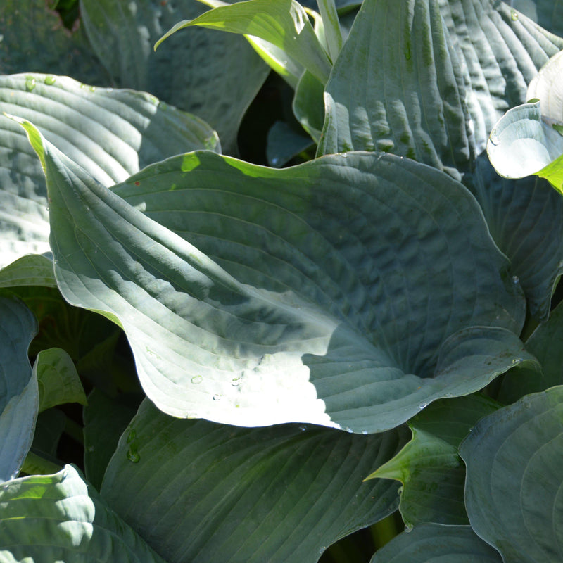 Elegans Hosta - Shipped