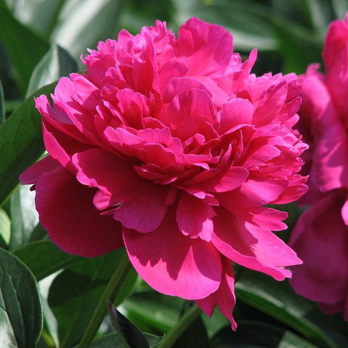Paeonia lactiflora 'Kansas'  - Kansas Peony - Shipped