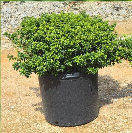 Ilex crenata 'Soft-Touch'  - Soft Touch Japanese Holly - Shipped