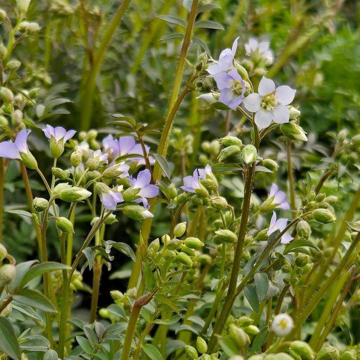 Polemonium reptans  - Jacob's Ladder - Shipped