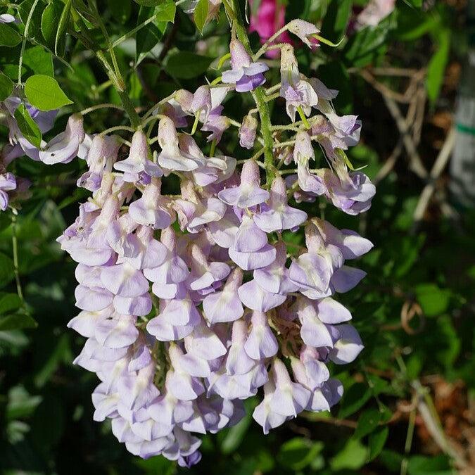 Blue Moon Wisteria - Shipped