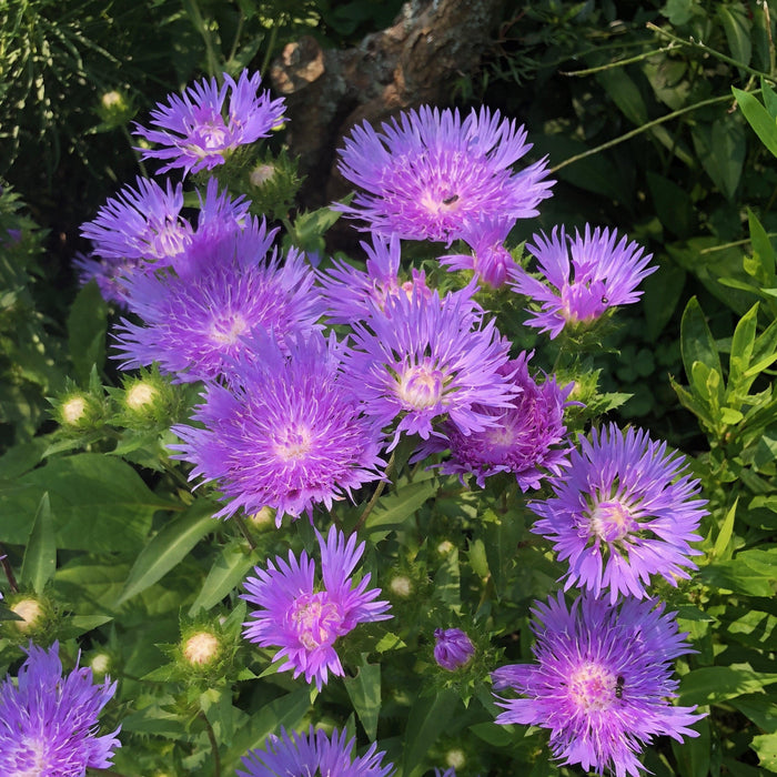 Stokesia laevis 'Mel's Blue'  - Mel's Blue Stokes' Aster - Shipped