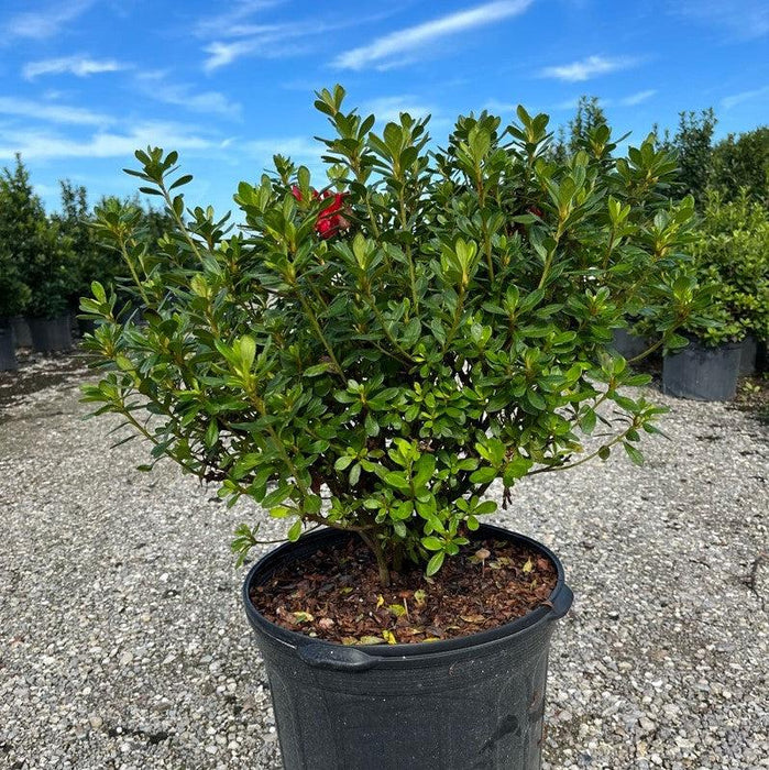 Rhododendron ‘Robleza’  - Encore® Autumn Bonfire™ Azalea - Shipped