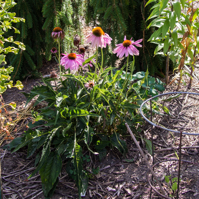 Echinacea purpurea 'Rubinstern'  - Ruby Star Echinacea - Shipped